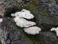 Hasadtlemezű gomba (Schizophyllum commune), Budai-hegység